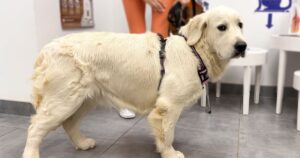 cutest golden retriever puppy is confused by a visit to the vet