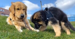 german shepherd and golden retriever