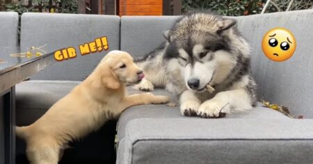 giant husky scared of golden retriever puppy