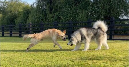 golden retriever and husky finally reunited