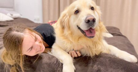 golden retriever attacks mom