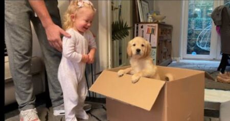 golden retriever never leaves little girl’s side