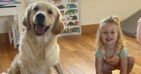 golden retriever pup follows adorable little girl everywhere