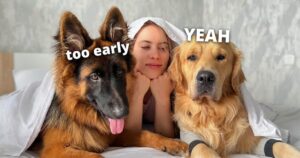 my dogs' morning routine