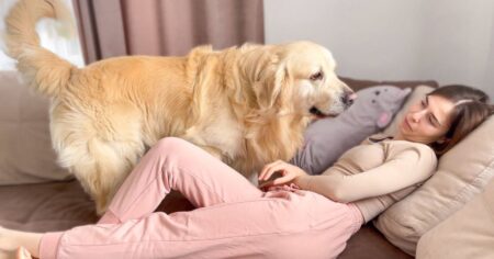what a golden retriever does when its owner is feeling bored