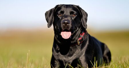18 Reasons Why Labradors Make Great Pets