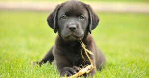 6 Things to Consider Before Buying a Labrador