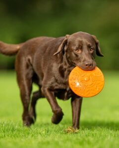A Bright Future For The Chocolate Lab