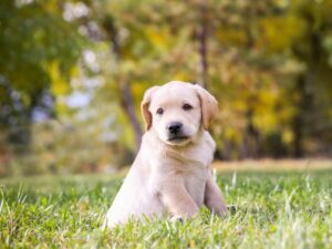 Adorable Girl Puppy Names