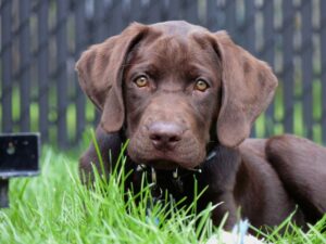 Are Chocolate Labs Stupid