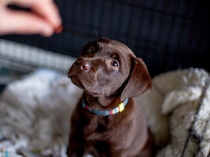 Avoiding Health Problems in Chocolate Labs