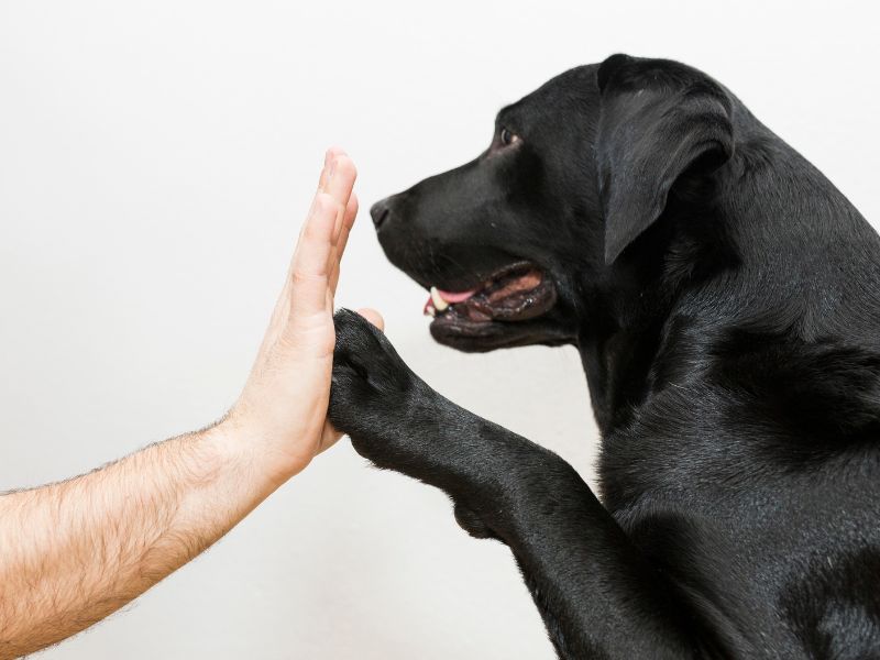 Basic Training Concepts Every Puppy Should Learn
