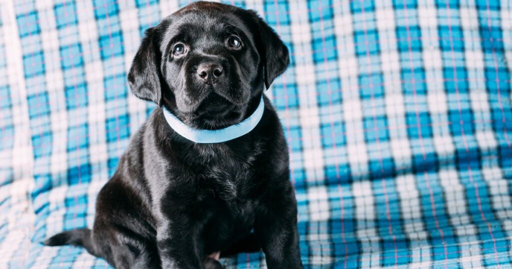 Black Lab Names – 100’s of Awesome Ideas For Your Pup