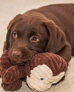 Buying A Chocolate Lab Puppy