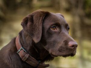 Caring For An Old Chocolate Lab