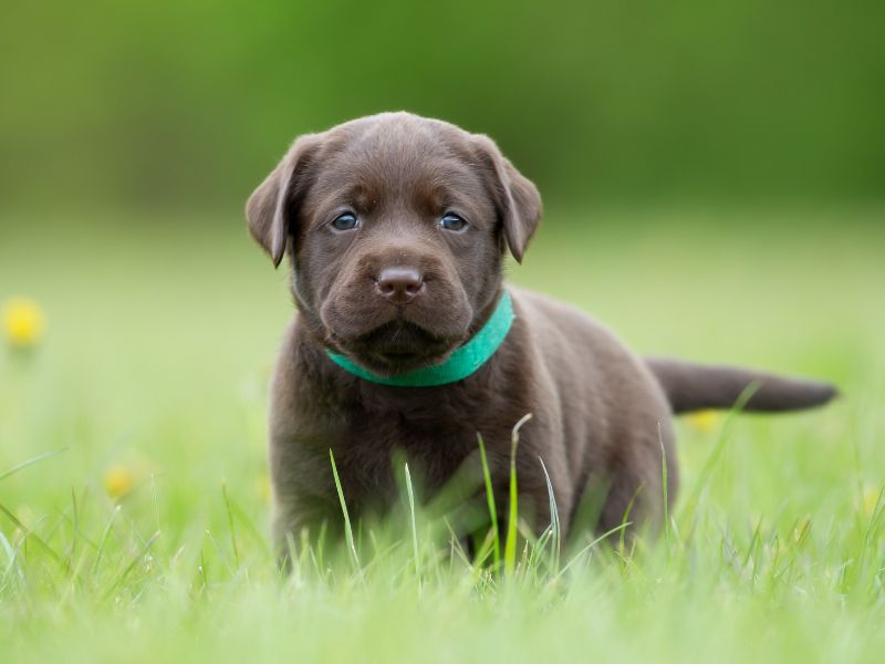 Chocolate Lab Dog Names From Nature