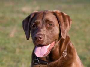 Chocolate Lab Facts