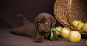 Chocolate Lab Names