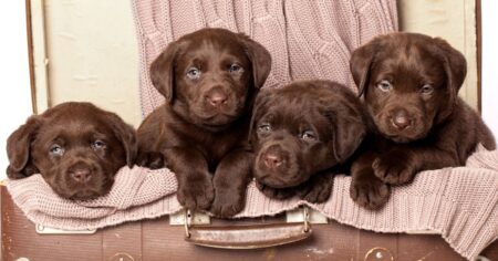 Chocolate Lab – Your Guide To The Chocolate Labrador Retriever