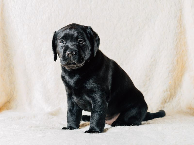 Choosing a Name for Your Black Lab