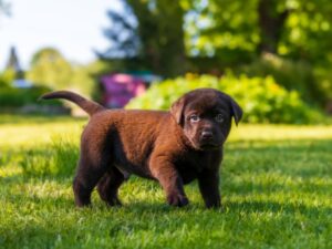 Cool Girl Puppy Names