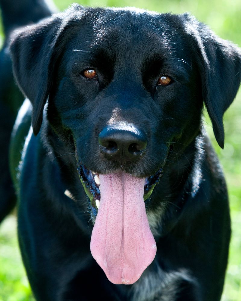 Cool Hunting Dog Names