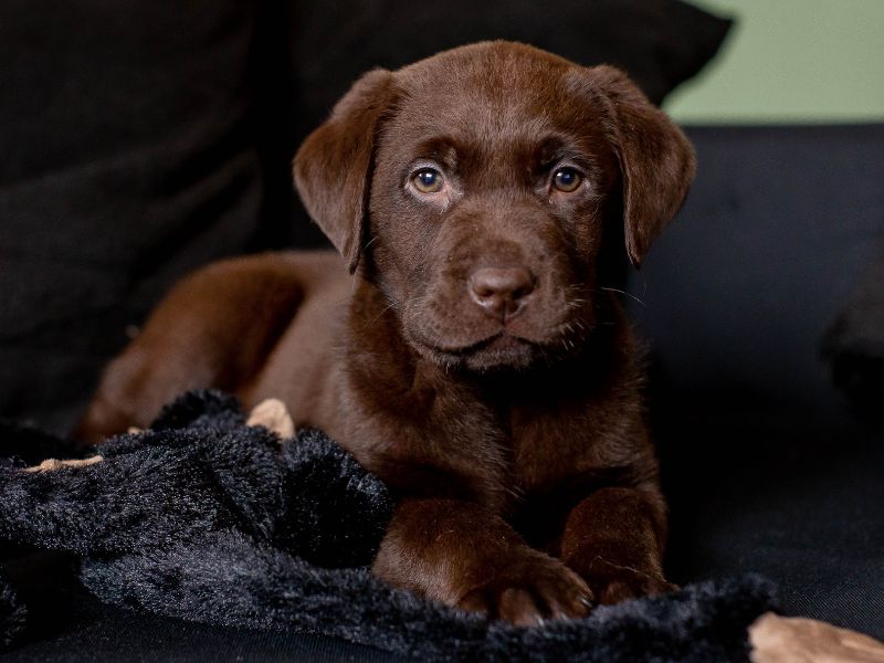 Cool Names For Chocolate Labs