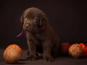 Cute Lab Names