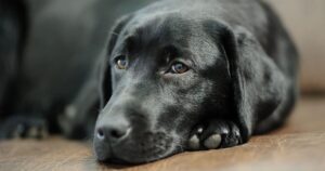 Do Dogs Cry_ Dog Tears And What They Mean (2)