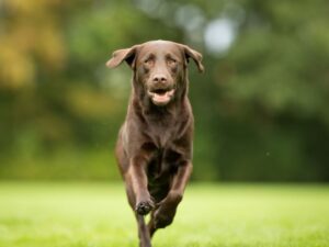 Do Purebred Labs Live Longer