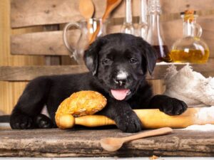 Do You Have The Right Space For A Labrador Puppy