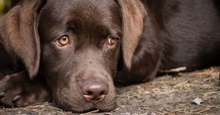 Dog Discipline – Four Reasons To Avoid Punishing Your Lab