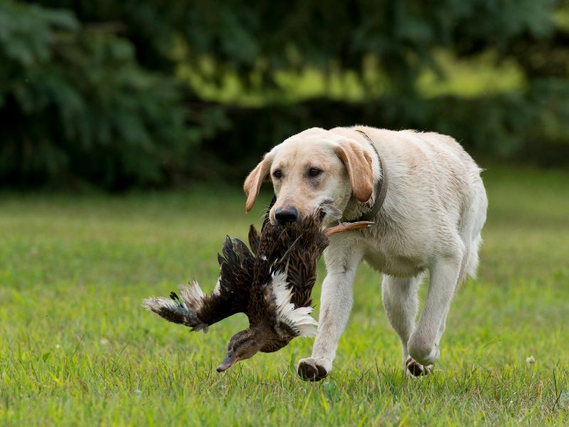 Duck Hunting Dog Names