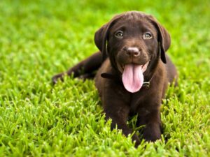 English Chocolate Lab Puppy Names