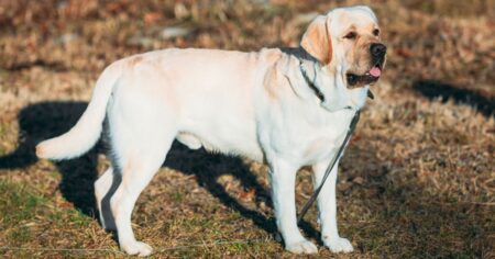 English-Lab-Your-Guide-To-The-English-Labrador-Retriever-3