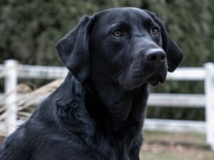 Female Dog Names By Color