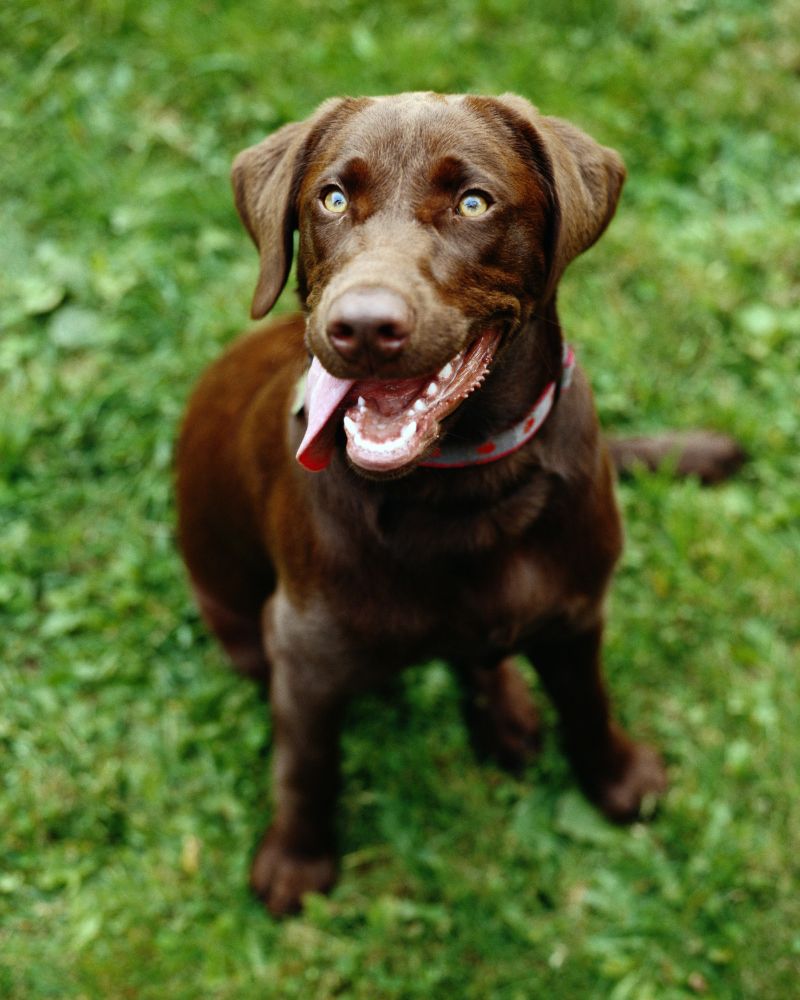 Female Hunting Dog Names