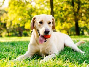 Fierce Dog Names