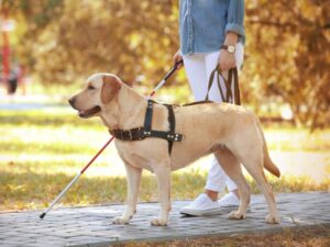 Four Reasons To Discipline Your Dog Without Punishment