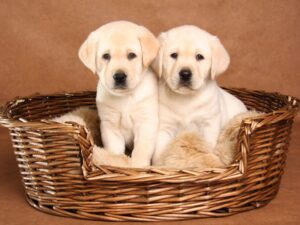 Funny Girl Puppy Names