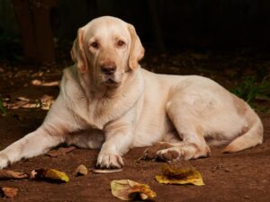 Genes & Labrador Retriever Lifespan