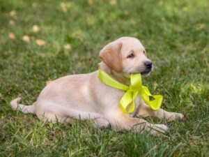 Get Pippa's Training Tips!