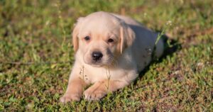 Girl Puppy Names – 200 Amazing Ideas For Naming Your Female Pup