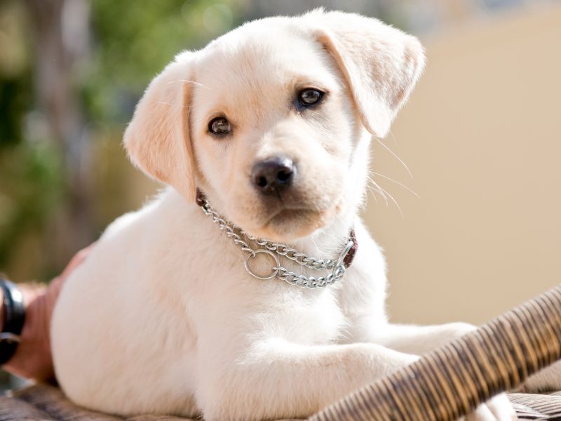 Have You Recently Brought Home a New Puppy?