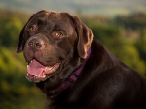 How Big Do Chocolate Labs Get