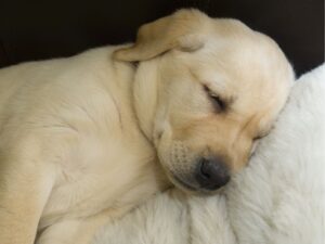How To Crate Train A Puppy At Night By Rewarding Silence In The Day