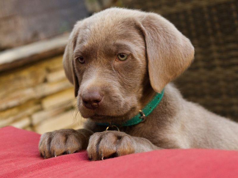 How much is a silver Lab?