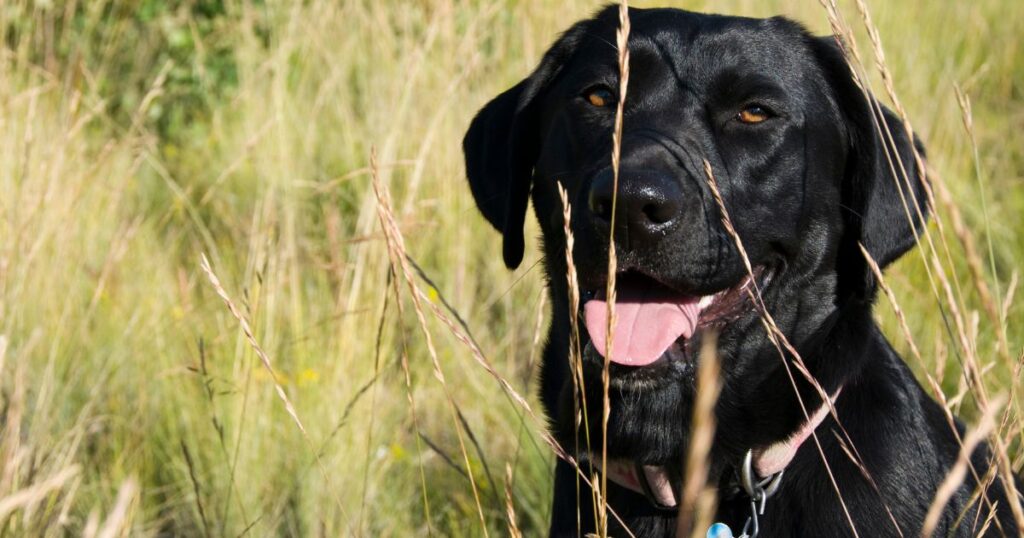 Hunting Dog Names