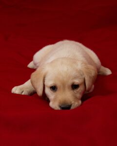 Is A Labrador Puppy The Right Breed For You