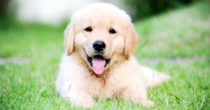 Is It a Good Time To Get a Puppy?